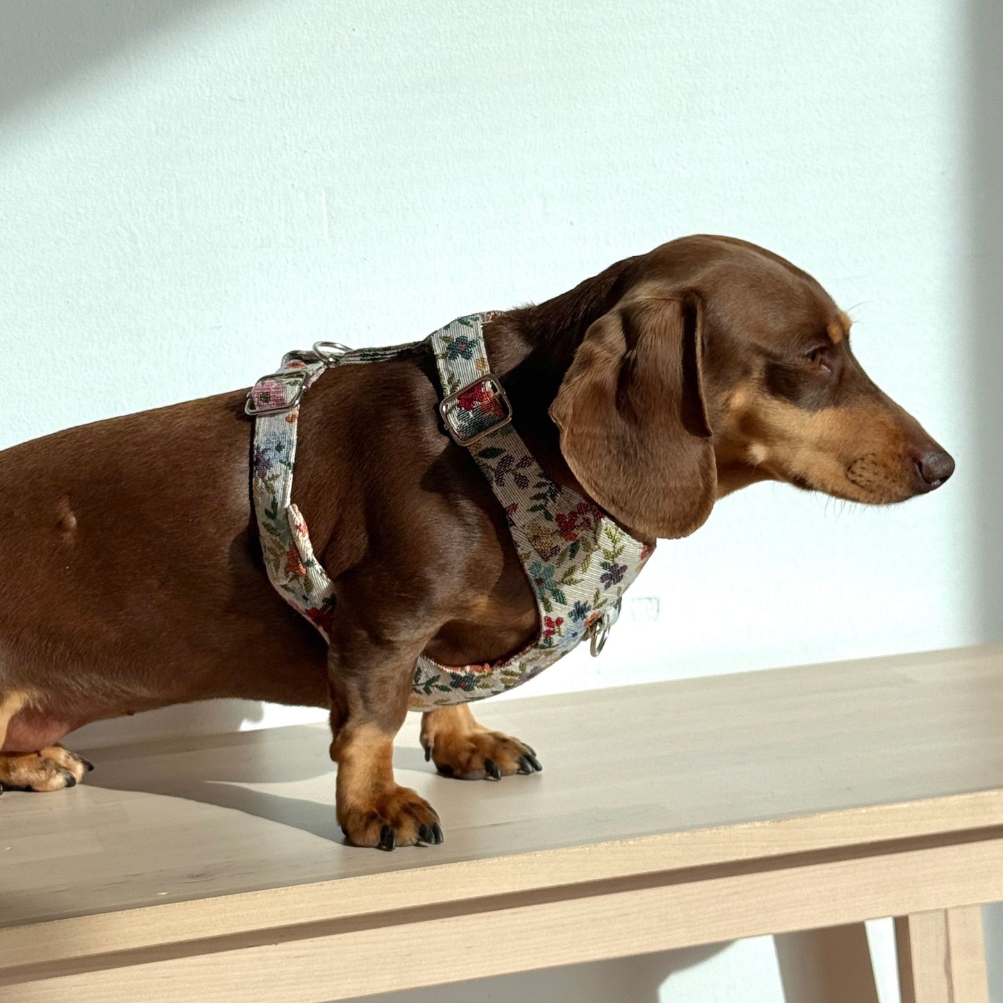 Hundegeschirr und Leine Set BLUM