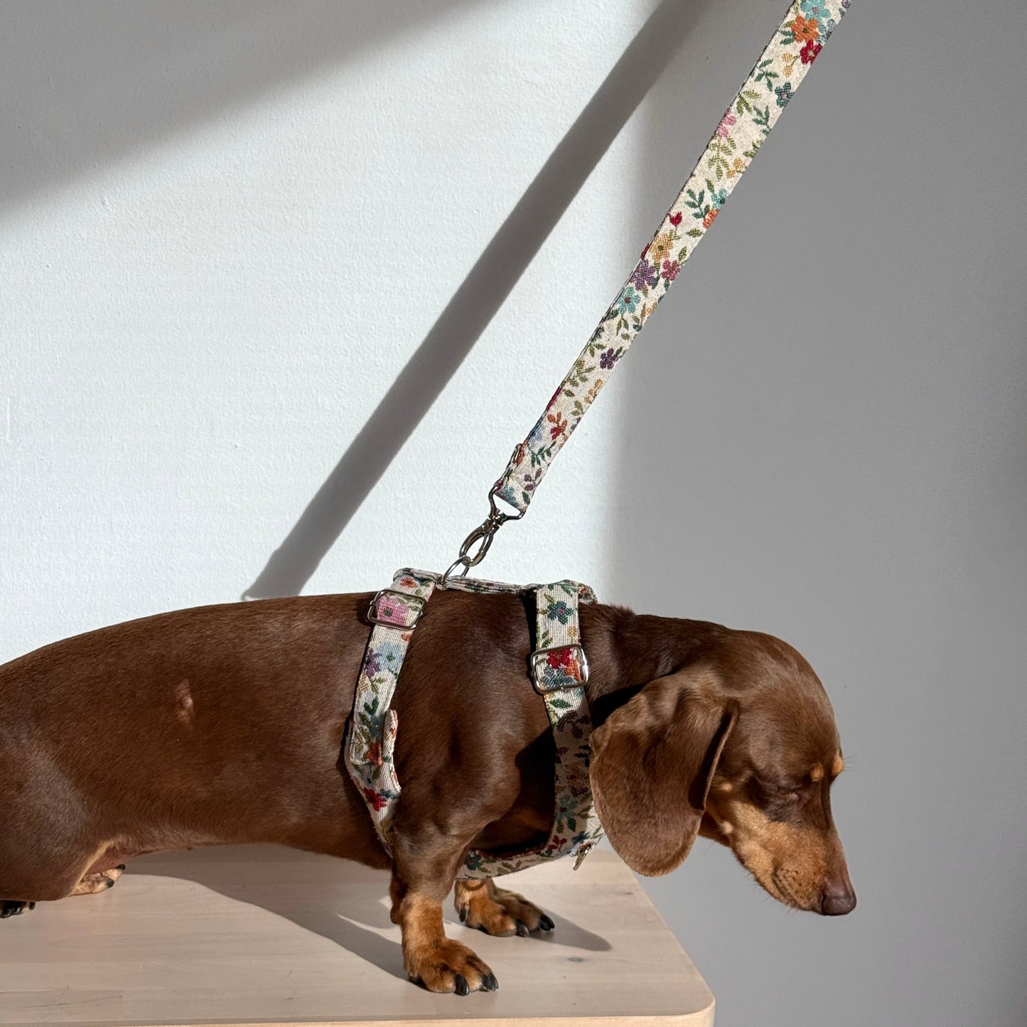 Hundegeschirr und Leine Set BLUM