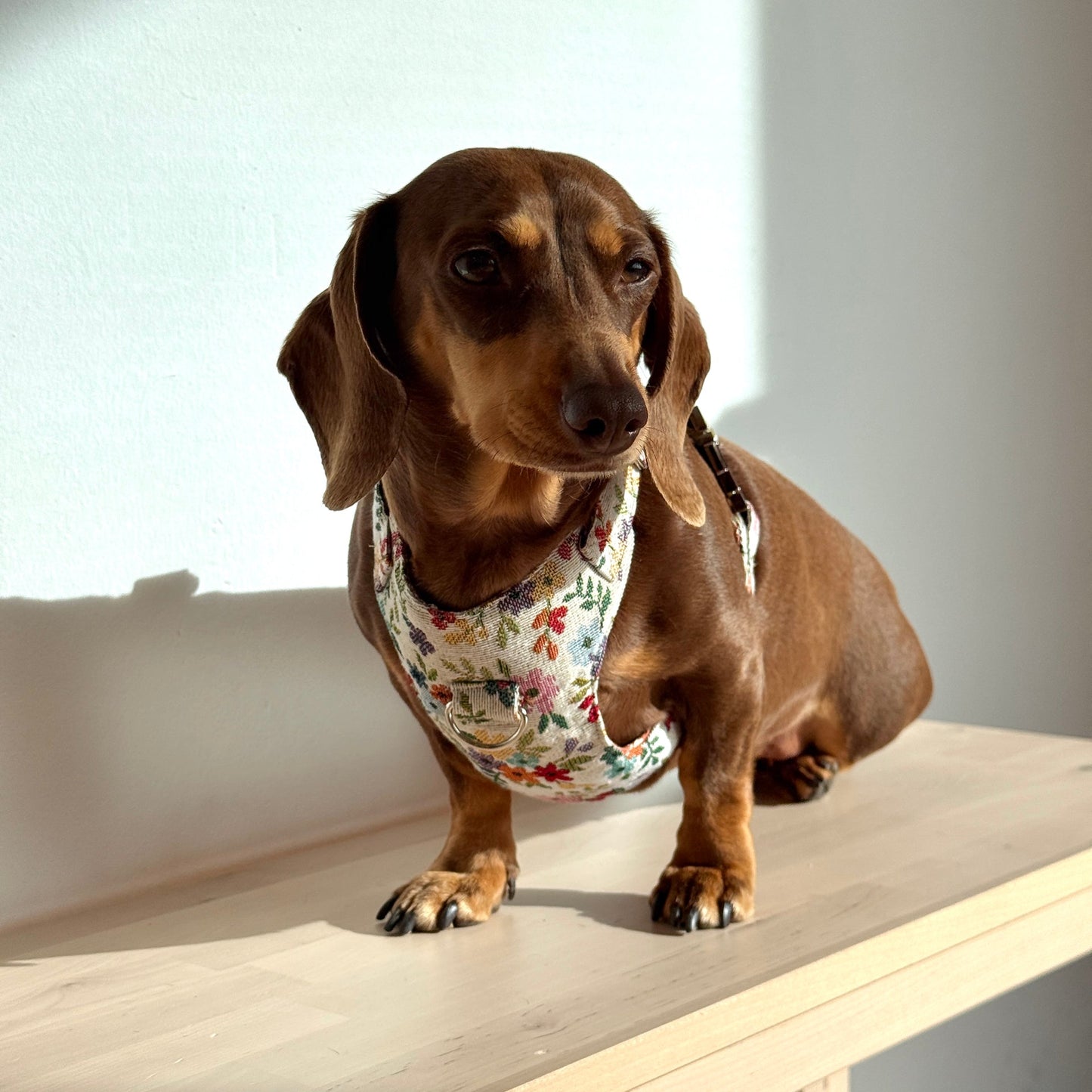 Hundegeschirr und Leine Set BLUM