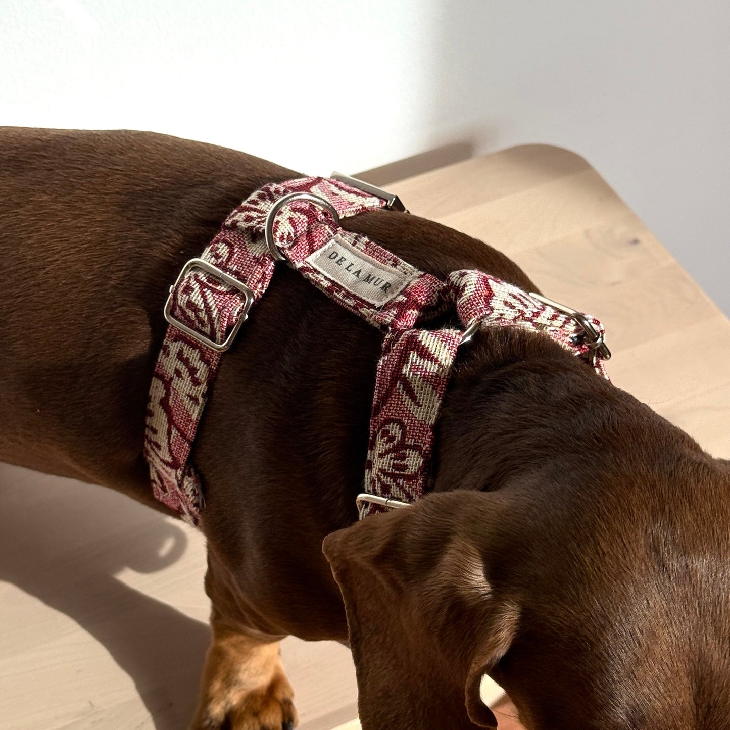 Hundegeschirr und Leinen-Set CAME