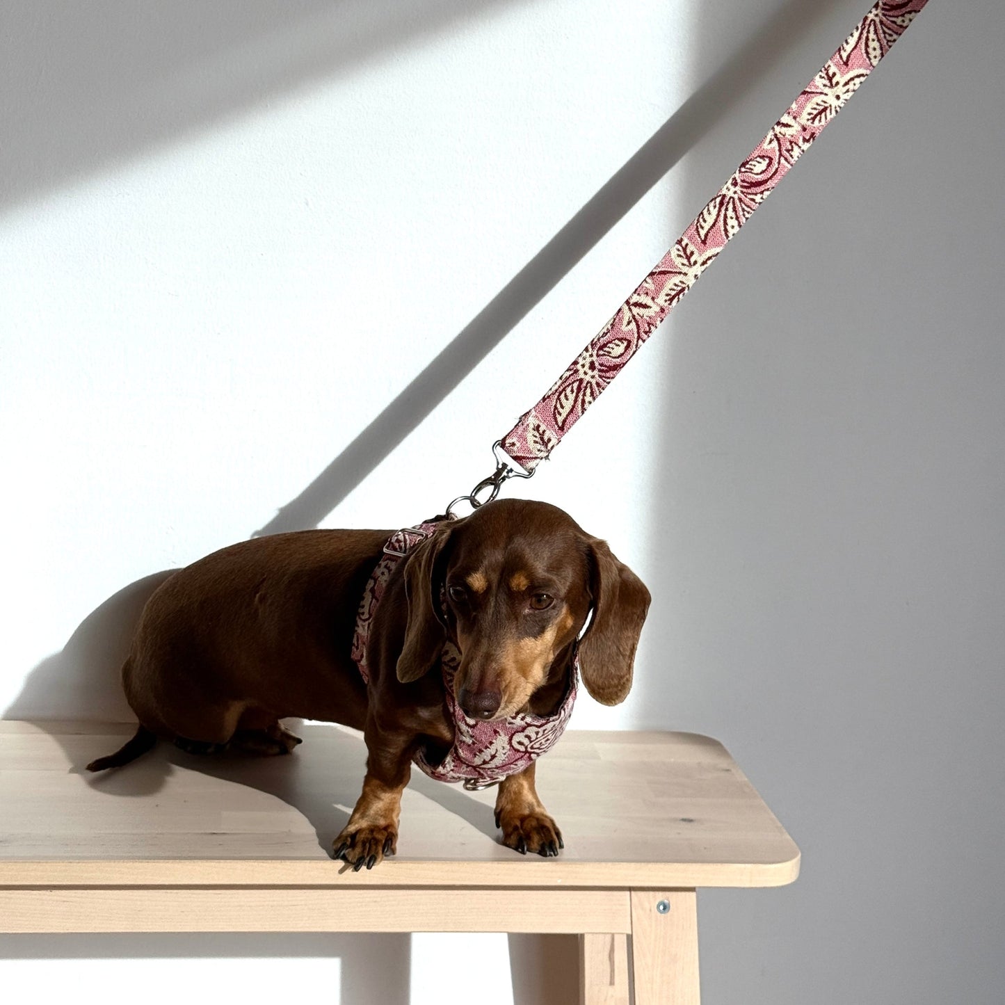 Hundegeschirr und Leinen-Set CAME