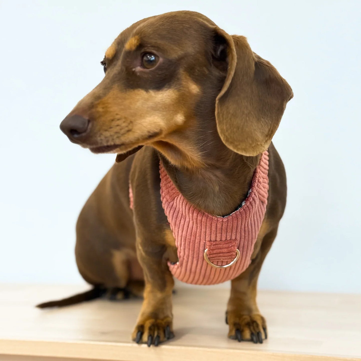 Hundegeschirr und Leine Set Ripp CORAL