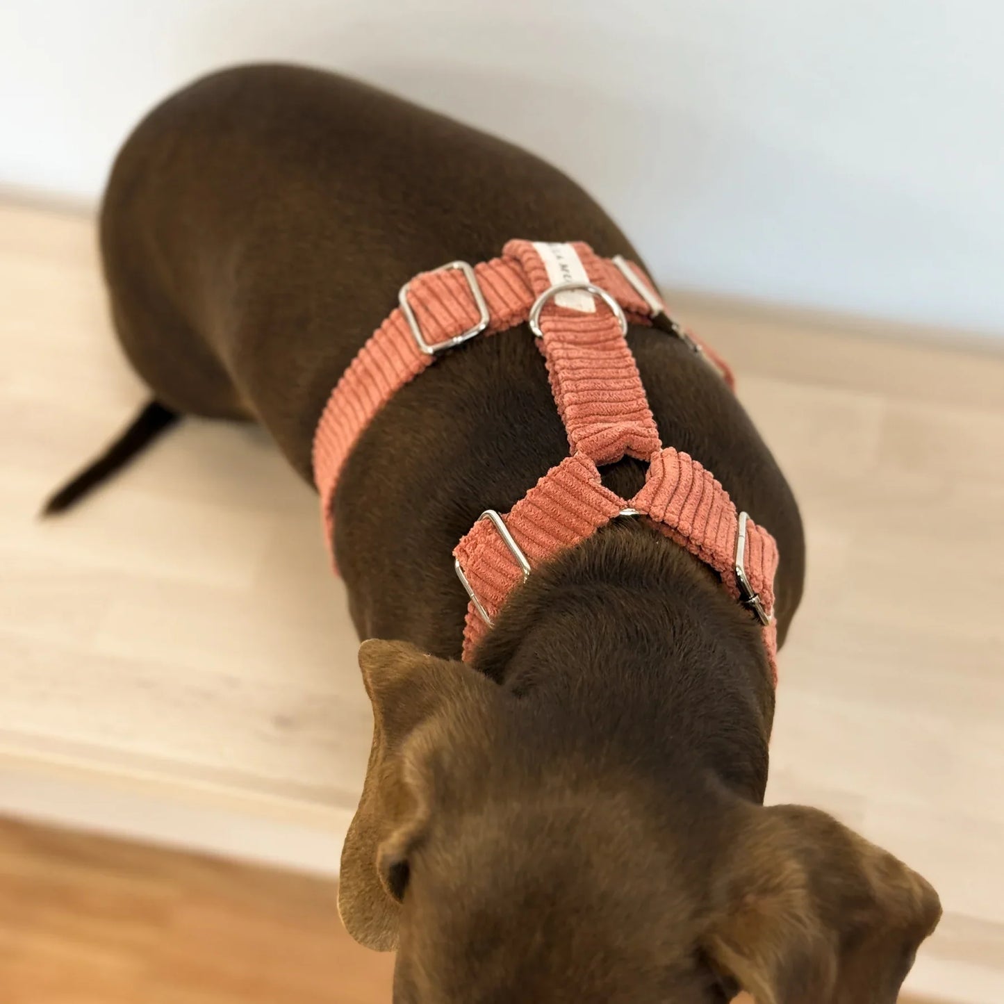 Hundegeschirr und Leine Set Ripp CORAL