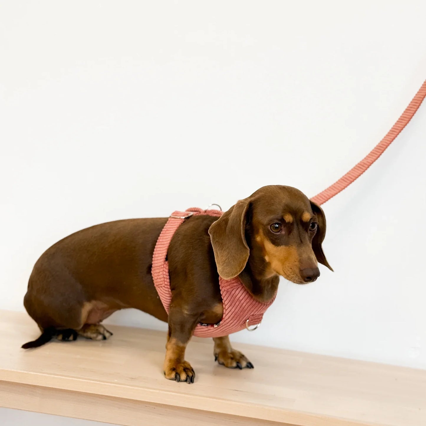 Hundegeschirr und Leine Set Ripp CORAL