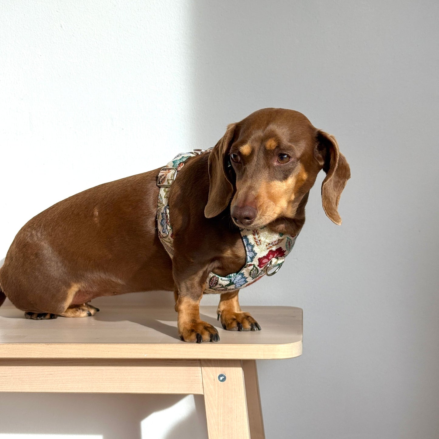 Hundegeschirr und Leine Set FLORA