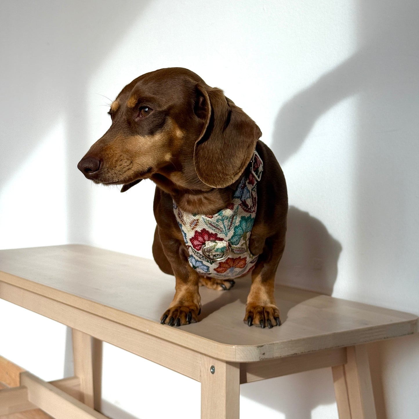 Hundegeschirr und Leine Set FLORA