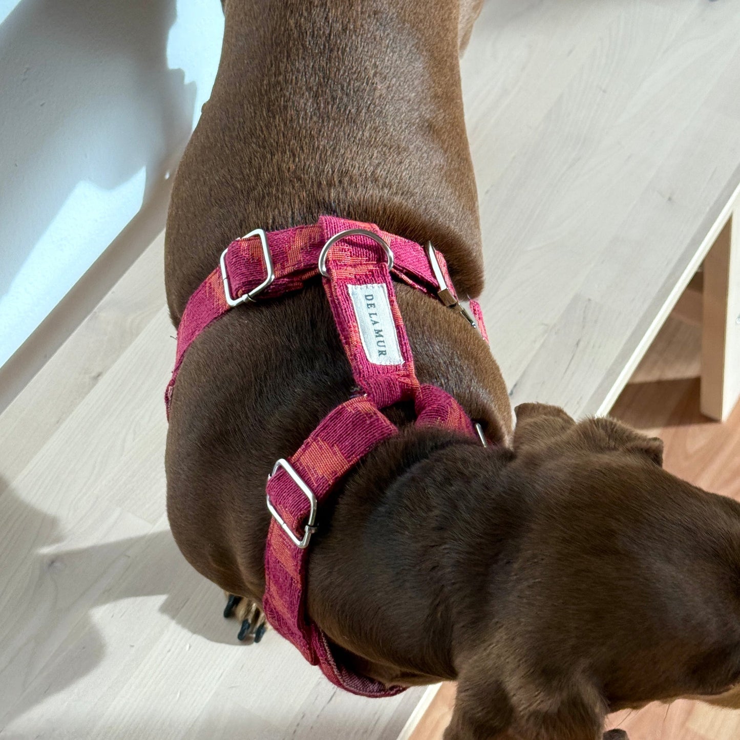 Hundegeschirr- und Leinenset FUEGO