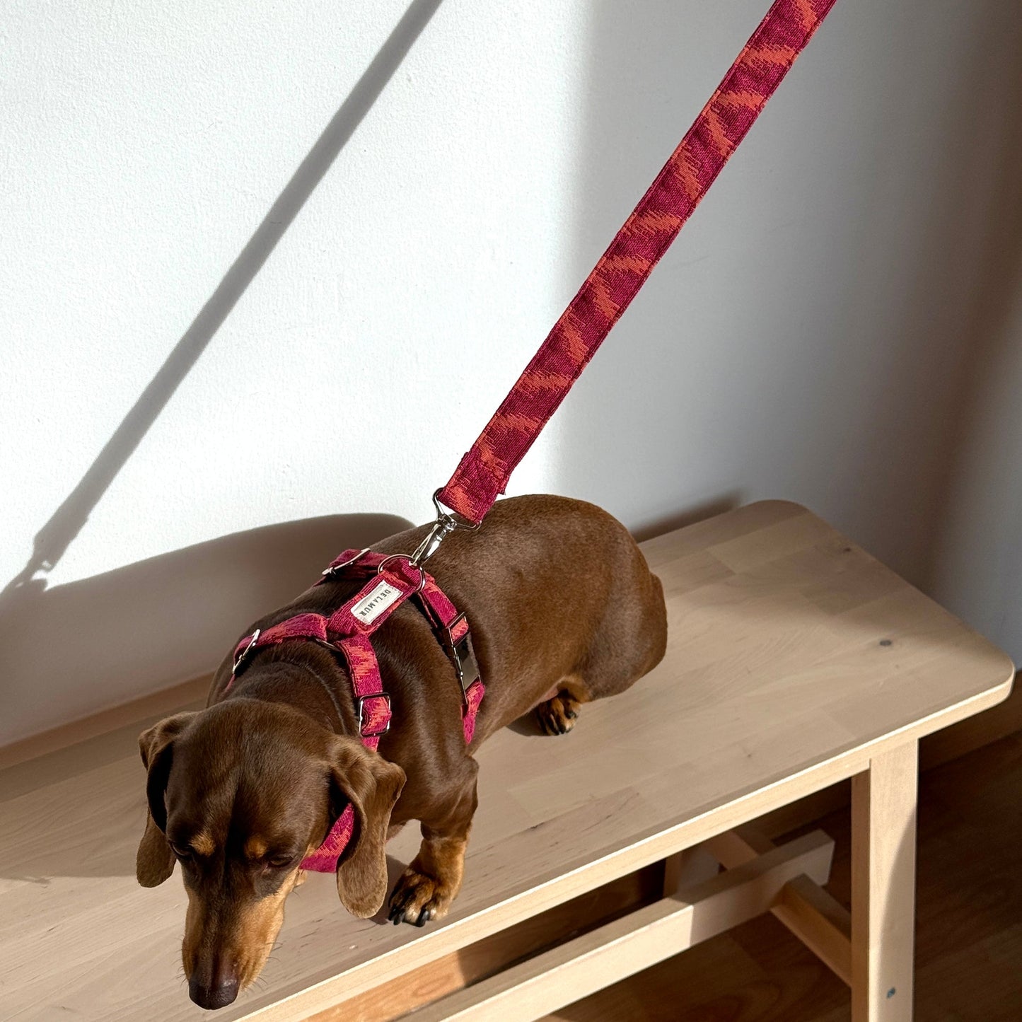Hundegeschirr- und Leinenset FUEGO