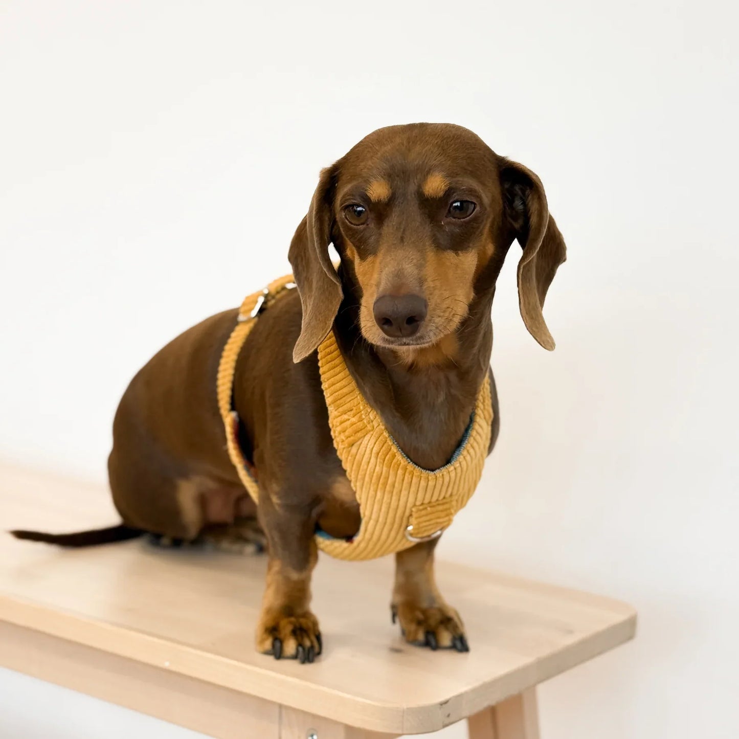 Hundegeschirr und Leine Set Ripp TAZ