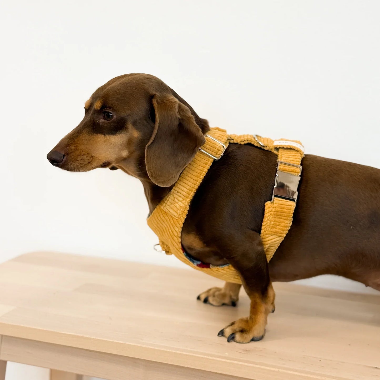 Hundegeschirr und Leine Set Ripp TAZ