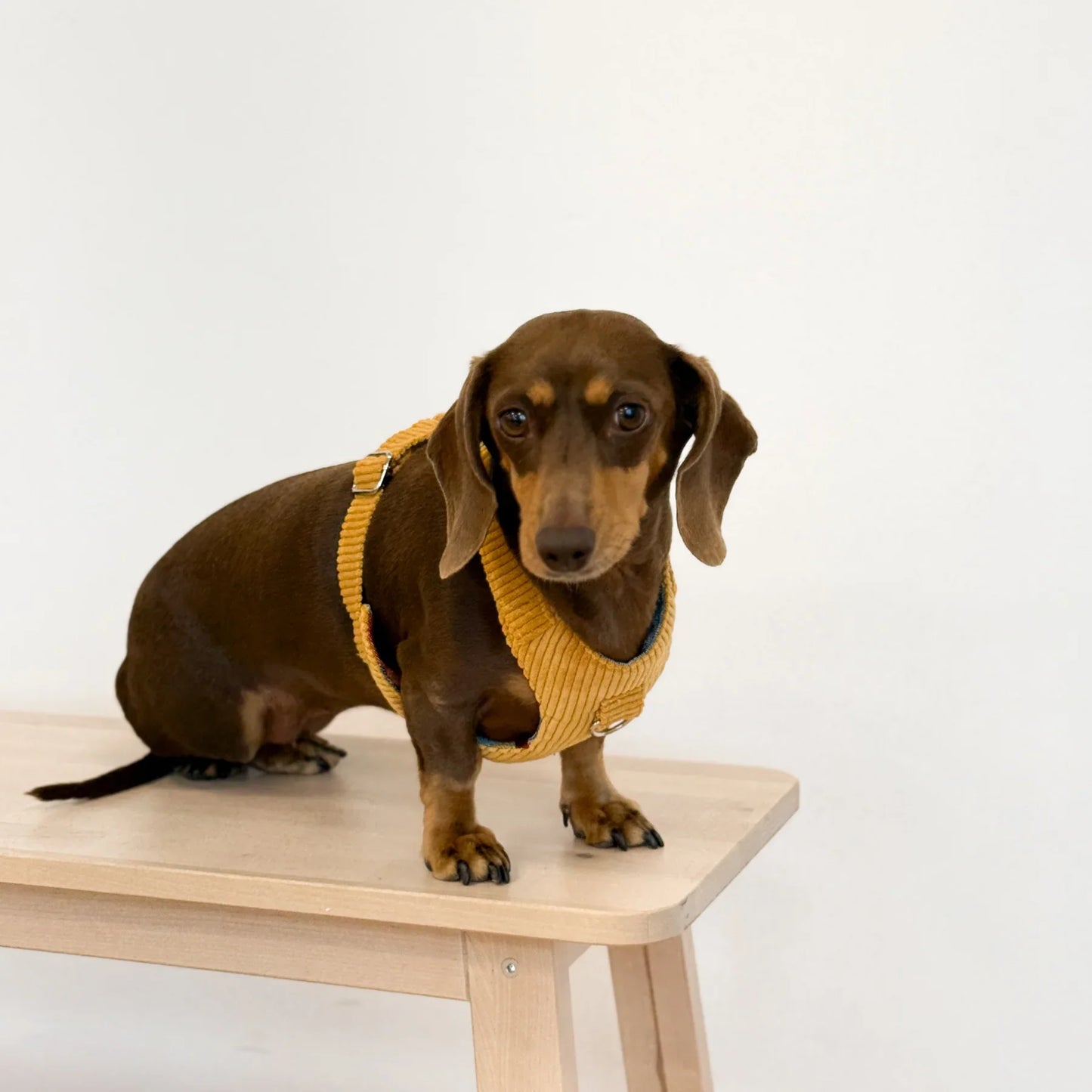 Hundegeschirr und Leine Set Ripp TAZ