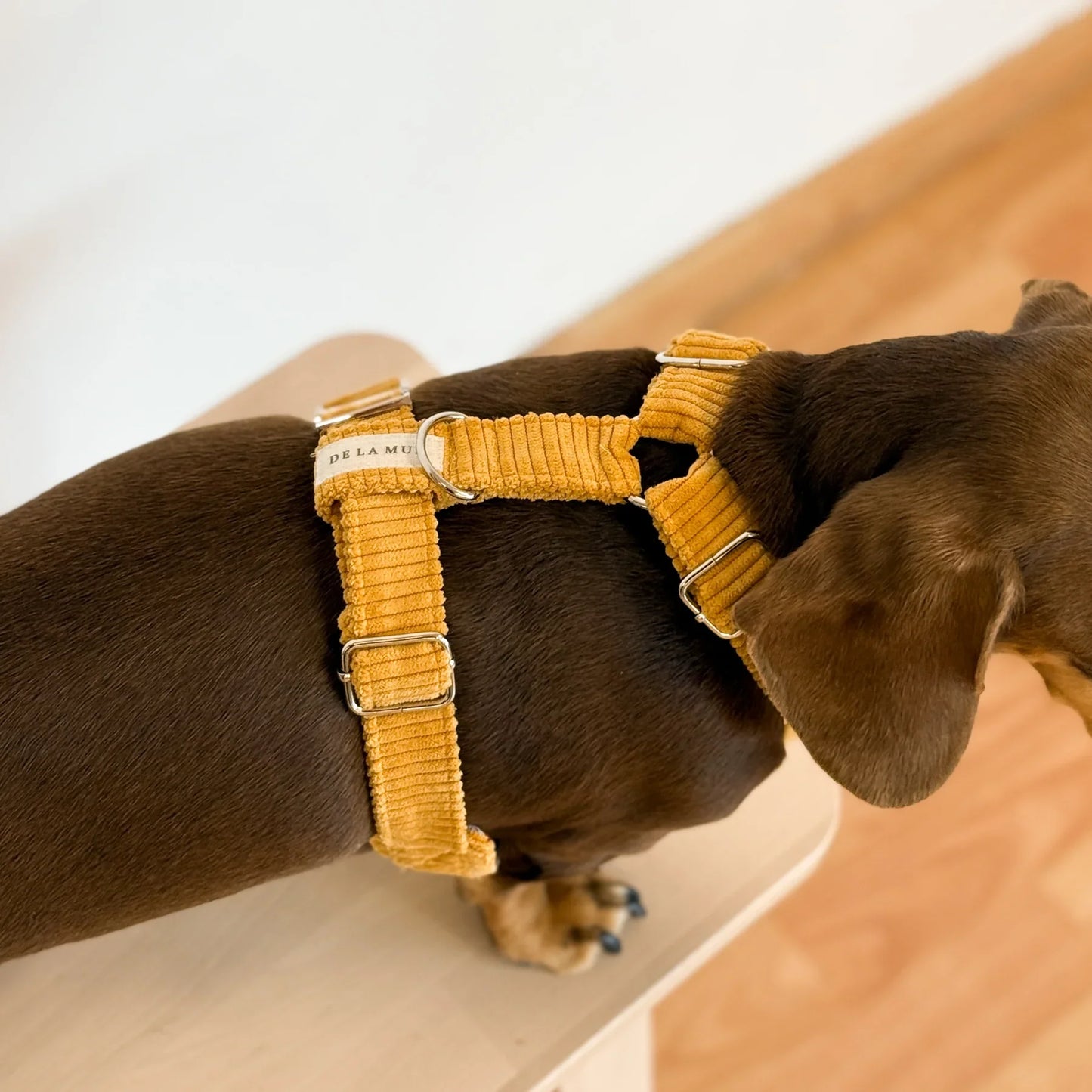Hundegeschirr und Leine Set Ripp TAZ