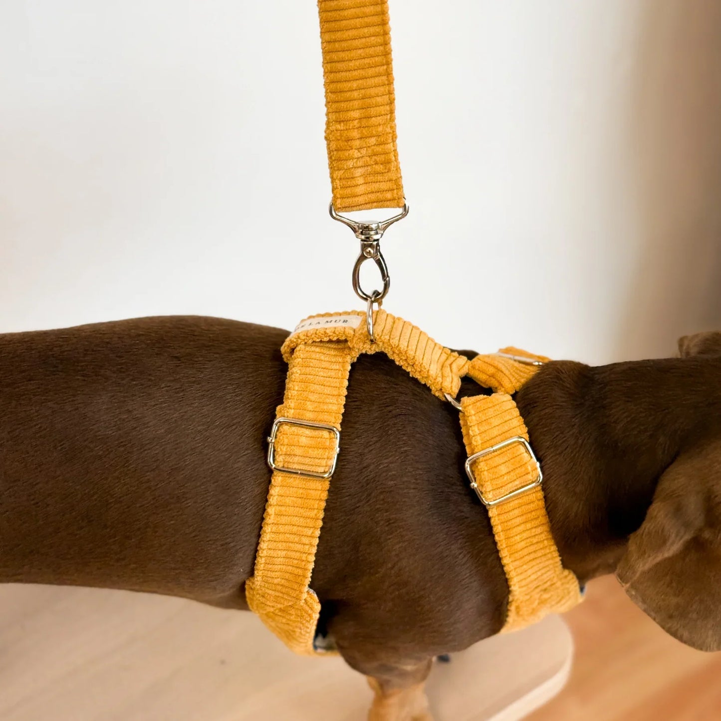 Hundegeschirr und Leine Set Ripp TAZ